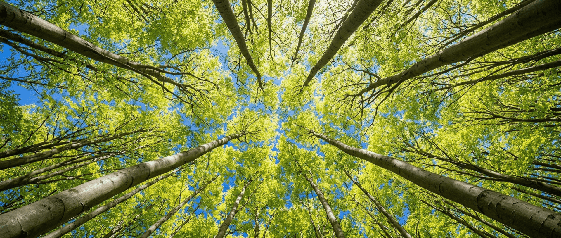 Natural forest canopy — TECTARA Brands